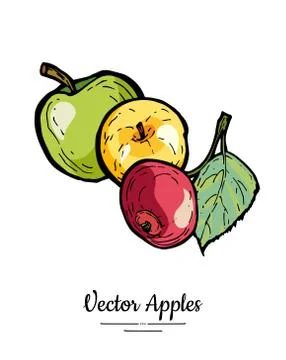 Apples vector isolated. Whole apples with leaf. Yellow green red fruits hand  Stock Illustration