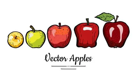 Apples vector isolated. Whole apples with leaf. Yellow green red fruits hand  Stock Illustration