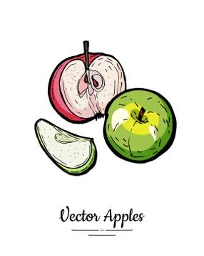 Apples vector isolated. Whole half cut apples. Yellow green red fruits hand d Stock Illustration