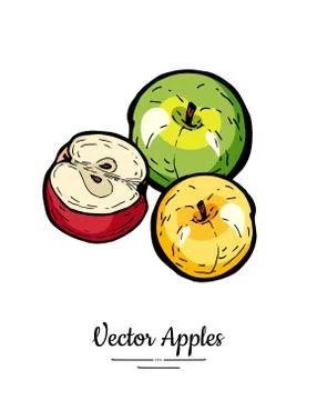 Apples vector isolated. Whole half cut apples. Yellow green red fruits hand d Stock Illustration