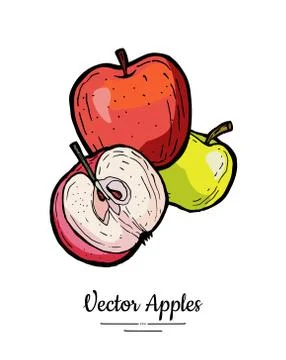 Apples vector isolated. Whole, half cut apples. Yellow green red fruits hand  Stock Illustration