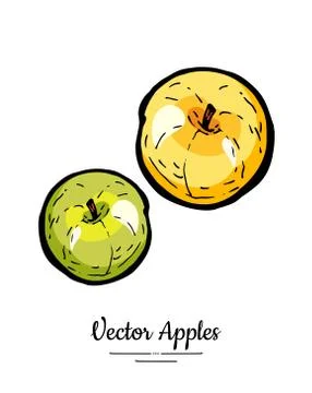 Apples vector isolated. Yellow green fruits hand drawn illustration. Trendy f Stock Illustration