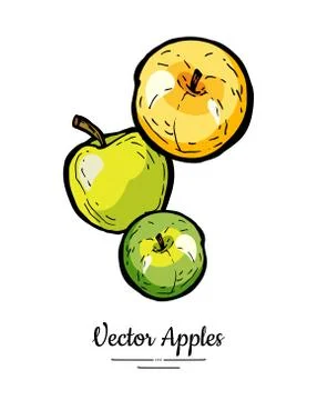 Apples vector isolated. Yellow green fruits hand drawn illustration. Trendy f Stock Illustration