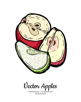 Apples vector isolated. Yellow green fruits hand drawn illustrat Stock Illustration
