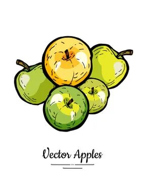 Apples vector isolated. Yellow green fruits hand drawn illustration. Trendy f Stock Illustration