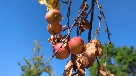 Apples wait on the branch of a withered tree Vídeos de archivo 342736315