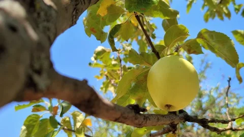 Apples waiting to ripen on the tree Stock Footage 340880684