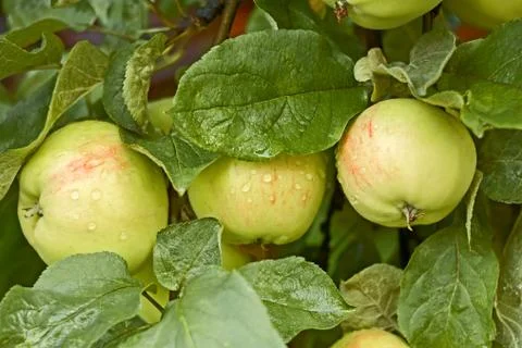 Apples with water drops on the tree Stock Photos