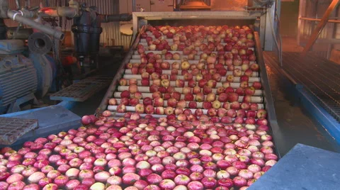 Apples on water dump elevator Video stock 55201821