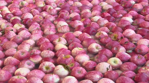 Apples in water dump at packhouse Stock Footage 55197880
