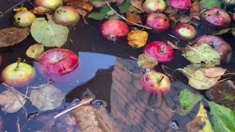 Apples in water. Video stock 218602647