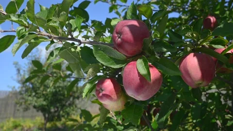 Apples weigh on tree at farm Stock Footage 139869175