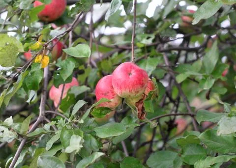 Apples weigh on the tree Stock Photos