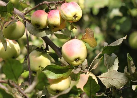 Apples weigh on the tree Stock Photos