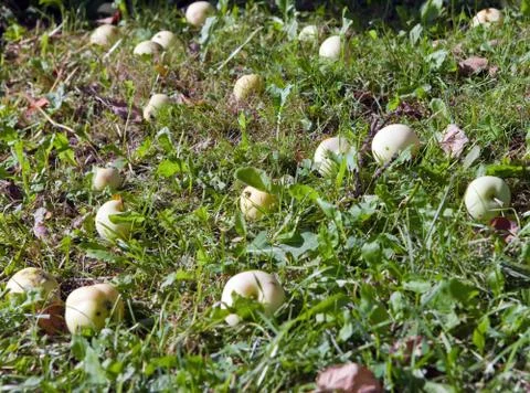 The apples which have fallen from a tree on a grass Stock Photos