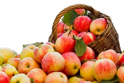 Apples on a white background Stock Photos