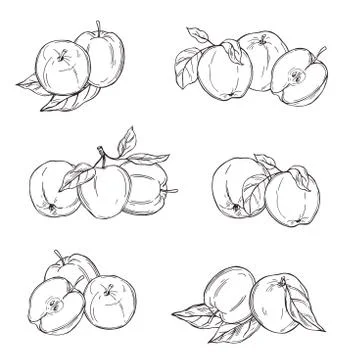 Apples on white background.  Vector  illustration. Stock Illustration