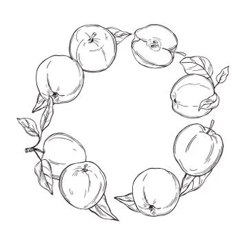 Apples on white background.  Vector  illustration. Stock Illustration