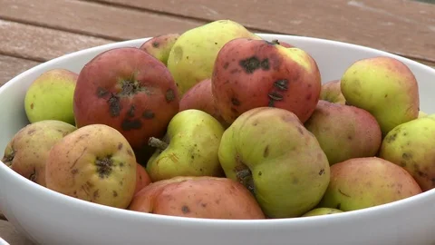 Apples In White Bowl 스톡 동영상 115771559