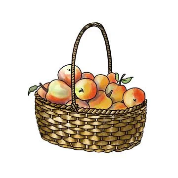 Apples in Wicker Basket Stock Illustration