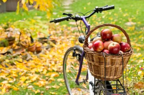 Apples in wicker basket Stock Photos