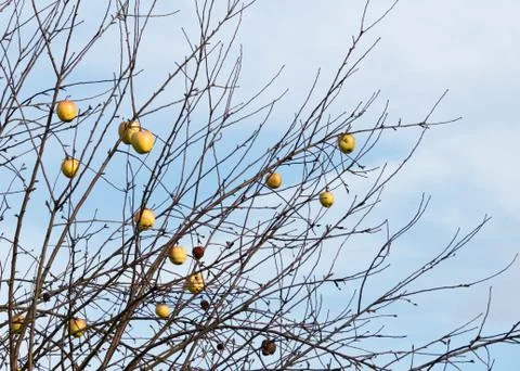 Apples in the winter Stock Photos