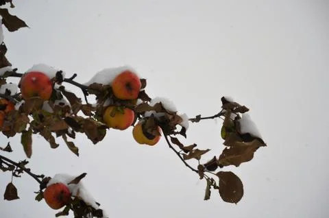Apples in winter Stock Photos