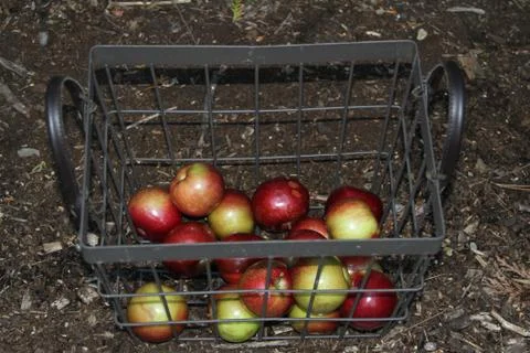 Apples in a wire basket Stock Photos