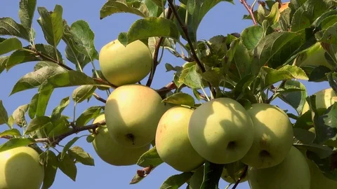 Apples yellow delicious branch Stock Footage 73666842