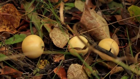 Apples yellow grade among a grass Stock Footage 80594366
