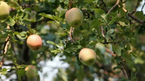 Apples yellow on tree P HD 2058 Stock Footage 502304