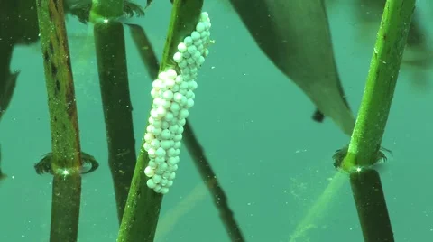 Applesnail Eggs on water lilly Stock Footage 41585975