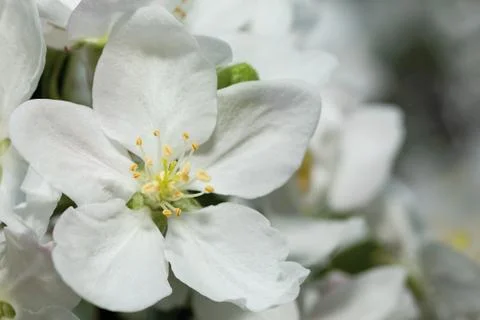 Appletree flower Stock Photos