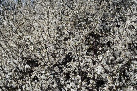 Appletree in flower Stock Photos
