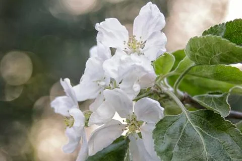 Appletree flower Stock Photos