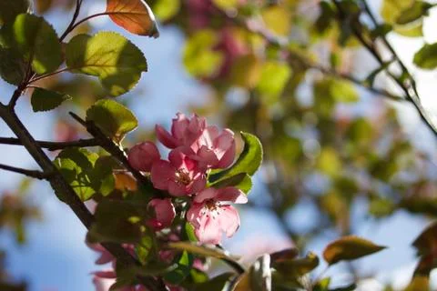 Appletree flowers. Stock Photos