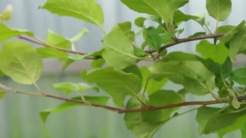 Appletree Stock Footage 77909624