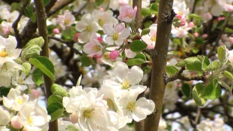 Appletree Vidéo 85685007