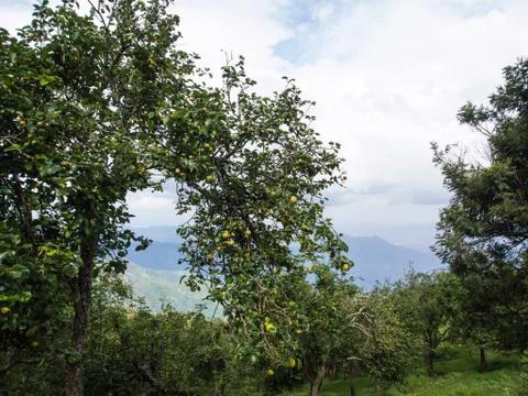 Appletree in India Stock Photos