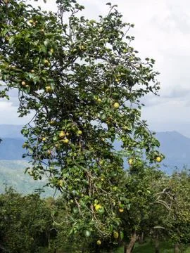Appletree in India Stock Photos