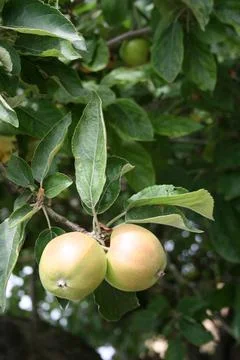 Appletree Stock Photos