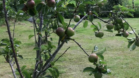 Appletree in rain Video stock 202073034