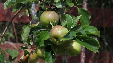 Appletree in rain Video stock 202073077