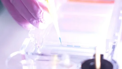 Application of DNA into agarose gel Video stock 84222338