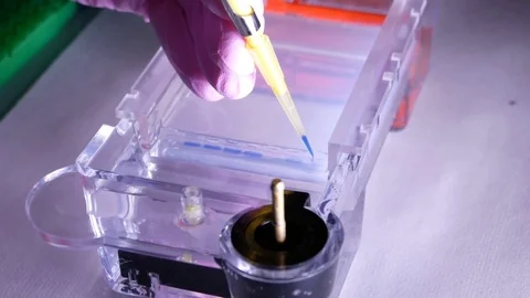Application of DNA into agarose gel Stock Footage