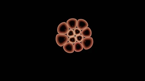 Applied Dye Is Taken Up Progressively By Every Cell Stock Footage 344513157