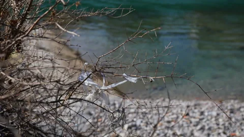 Applied garbage on dry tree branches, environmental pollution. Stock Footage 104668346