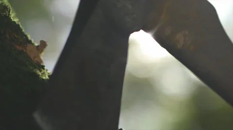 Applying Ax and Ax going down on tree wood with sunlight Stock Footage 36665734
