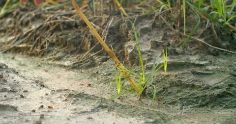 Applying concentrated herbicide paste directly to persistent grass growth. Stock Footage 321798764