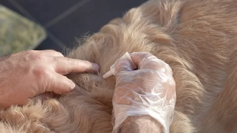 Applying flea and tick treatment to a golden retriever dog Video stock 336397812